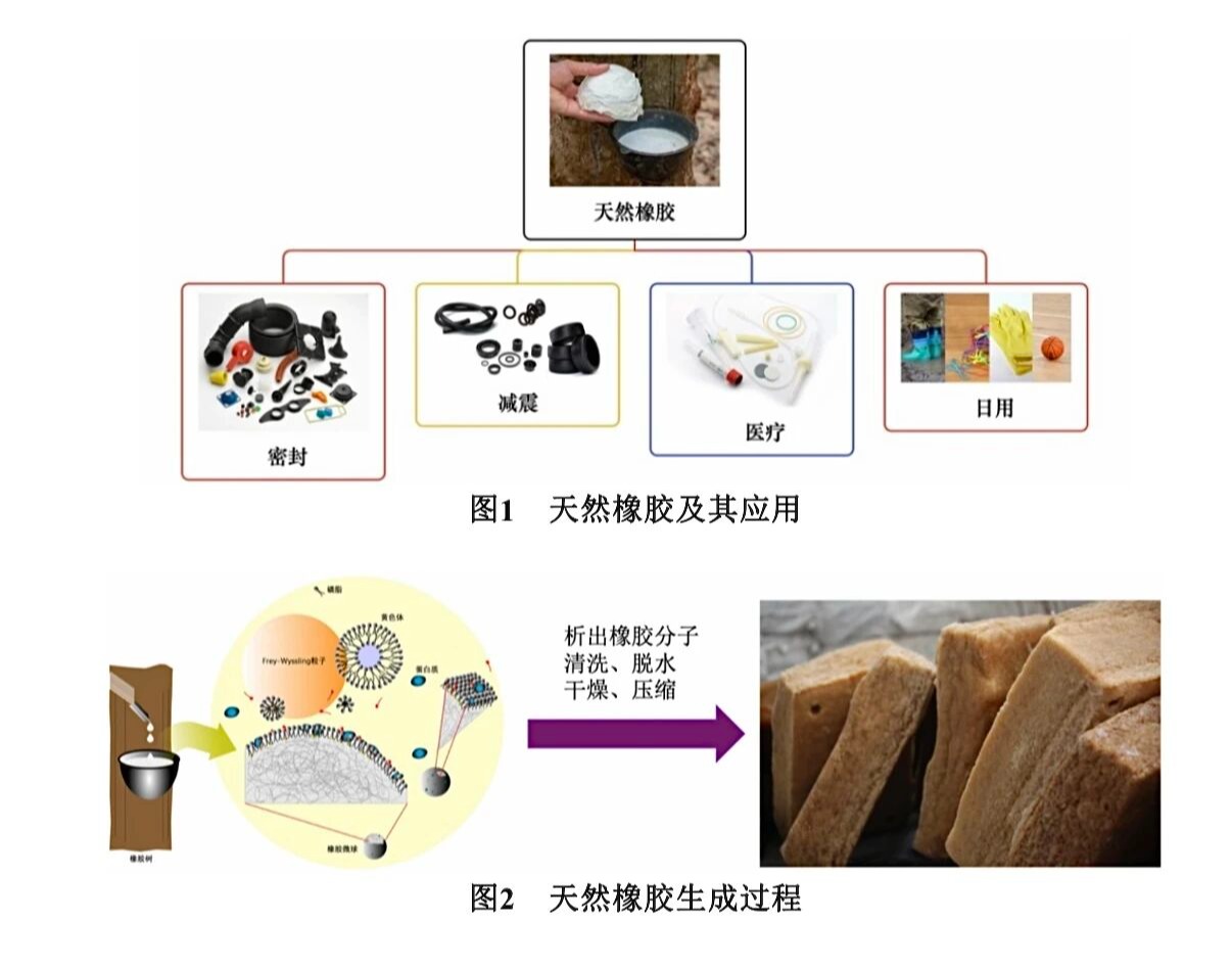 破解橡胶的弹性密码！ug环球体育大二体育会员在《ug环球体育化学》发表科普实验社区